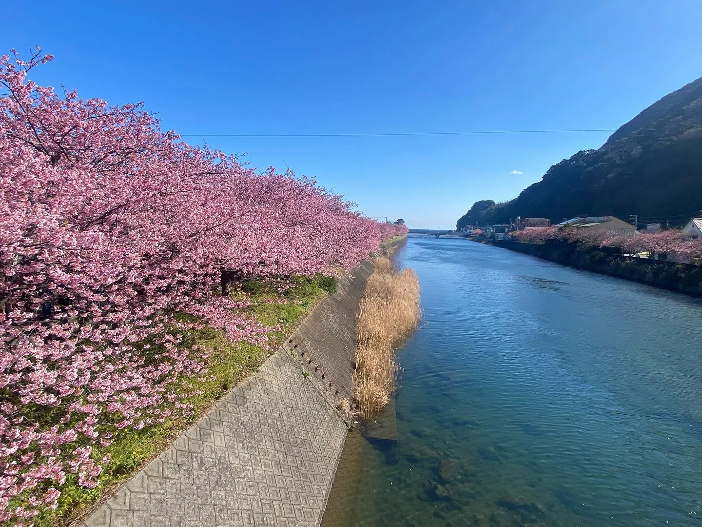 河津桜見頃を迎えております。