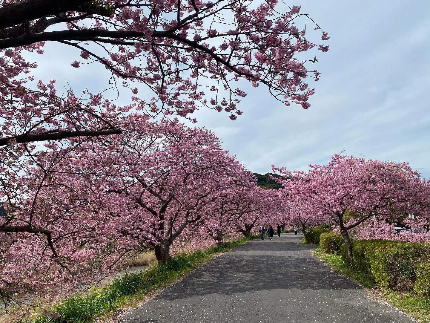 河津桜見頃を迎えております。