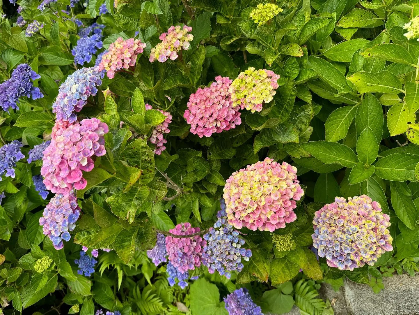 今年の下田公園でのあじさいまつり。