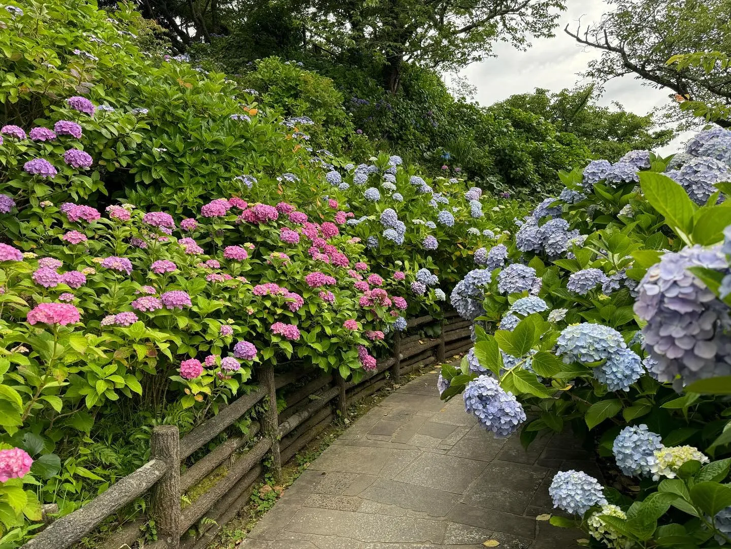 今年の下田公園でのあじさいまつり。