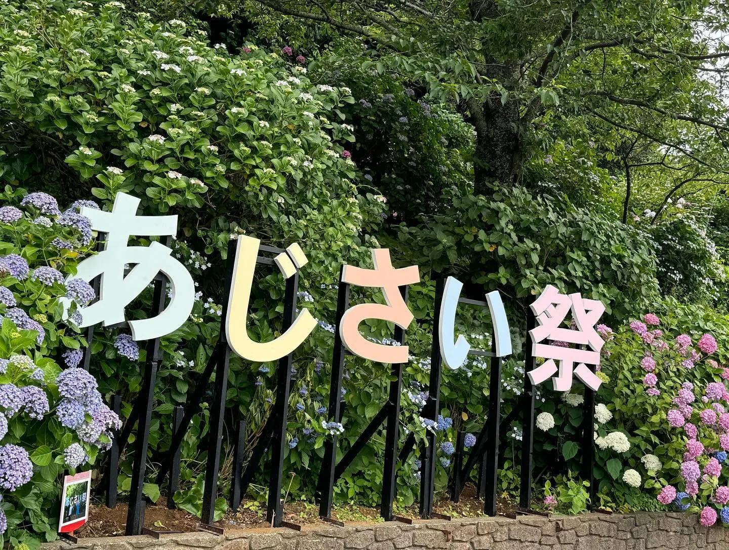 今年の下田公園でのあじさいまつり。