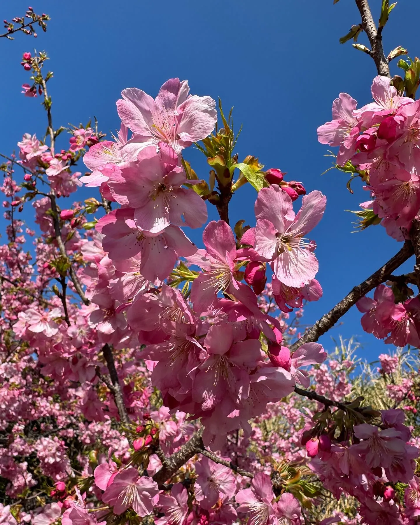 河津桜🌸は、少しづつ咲き始めてますが、今の時期は、白浜桜の里...