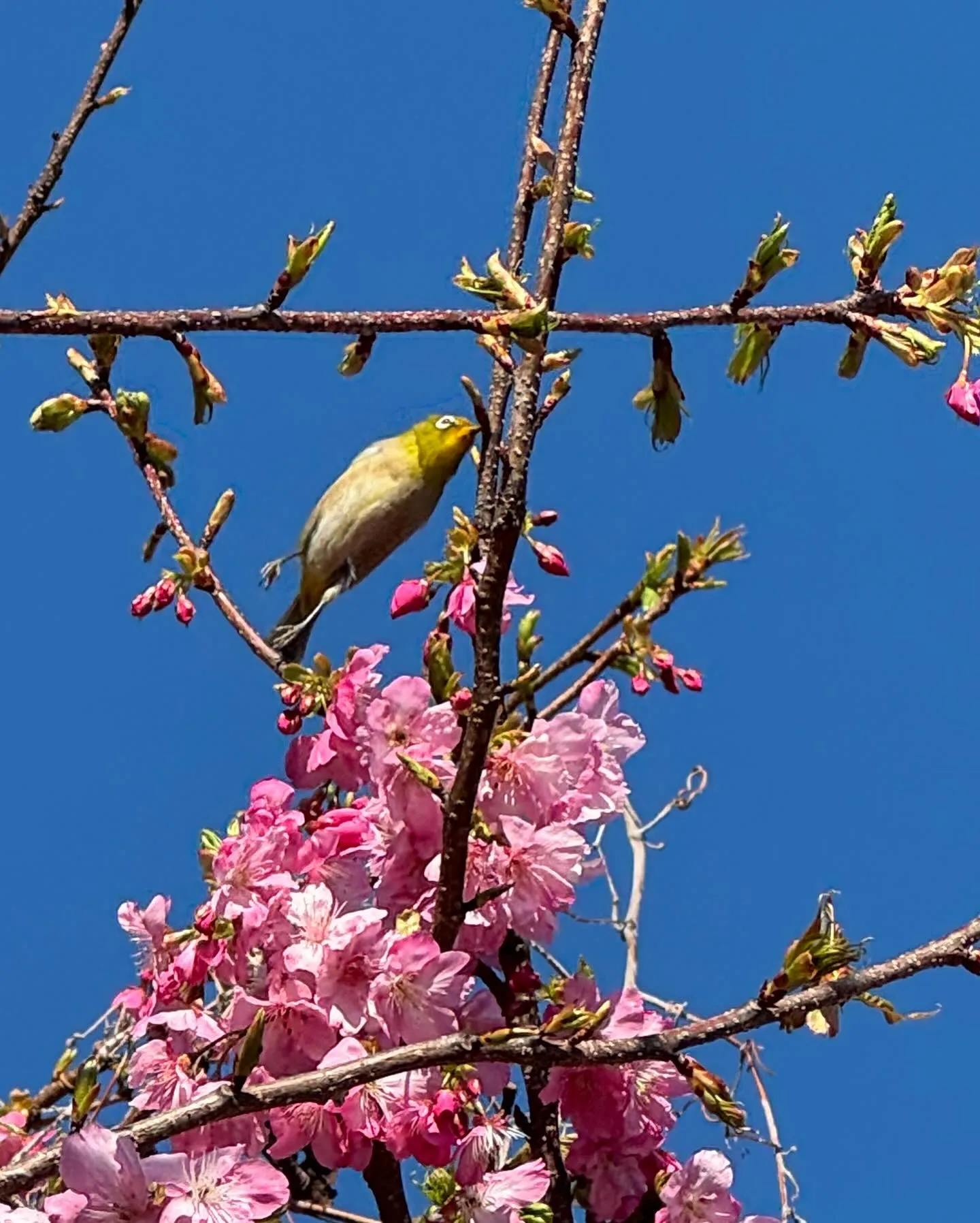 河津桜🌸は、少しづつ咲き始めてますが、今の時期は、白浜桜の里...