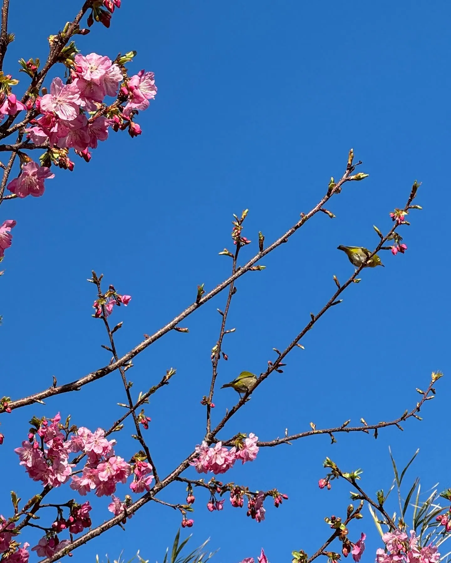 河津桜🌸は、少しづつ咲き始めてますが、今の時期は、白浜桜の里...