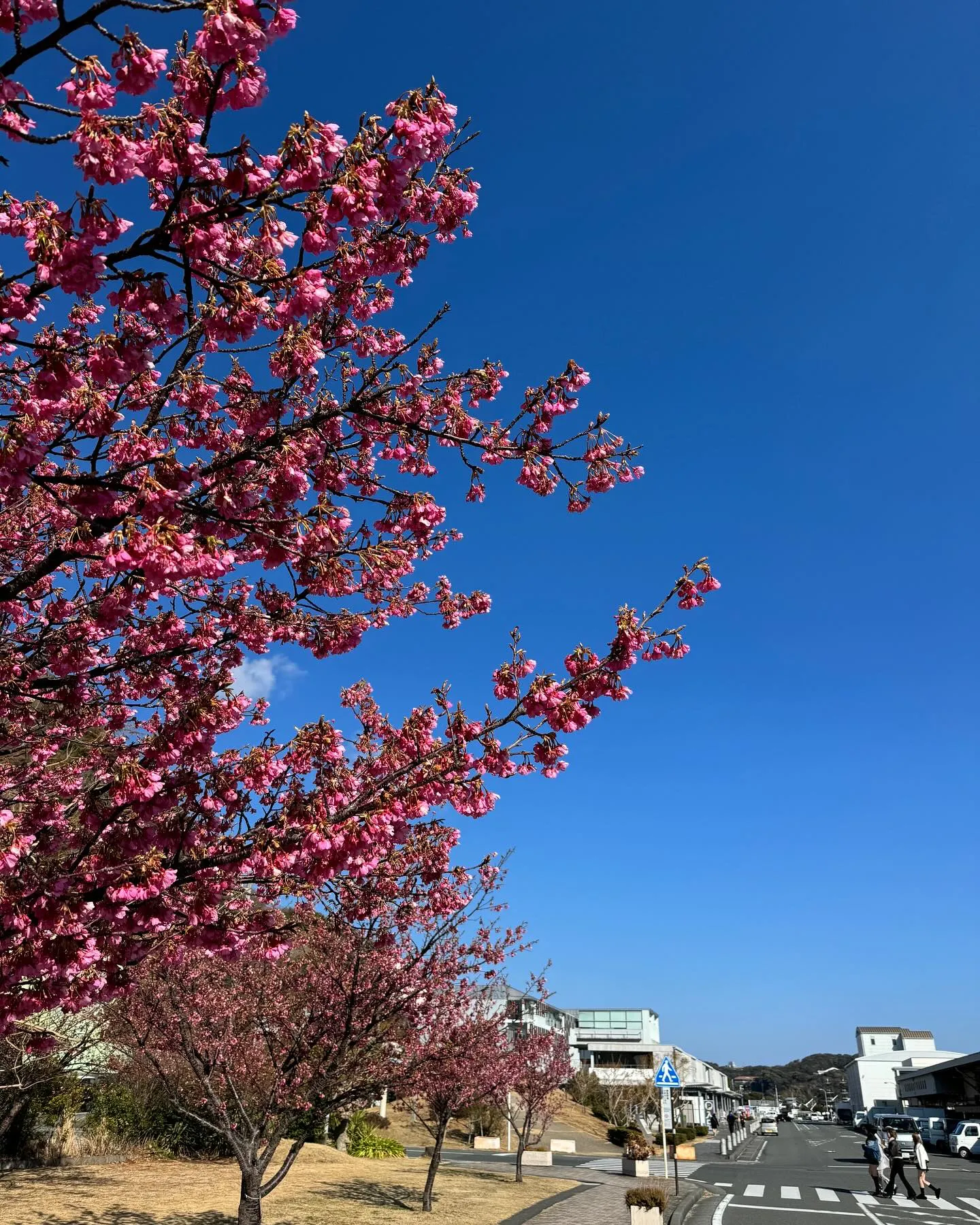 河津桜🌸は、少しづつ咲き始めてますが、今の時期は、白浜桜の里...