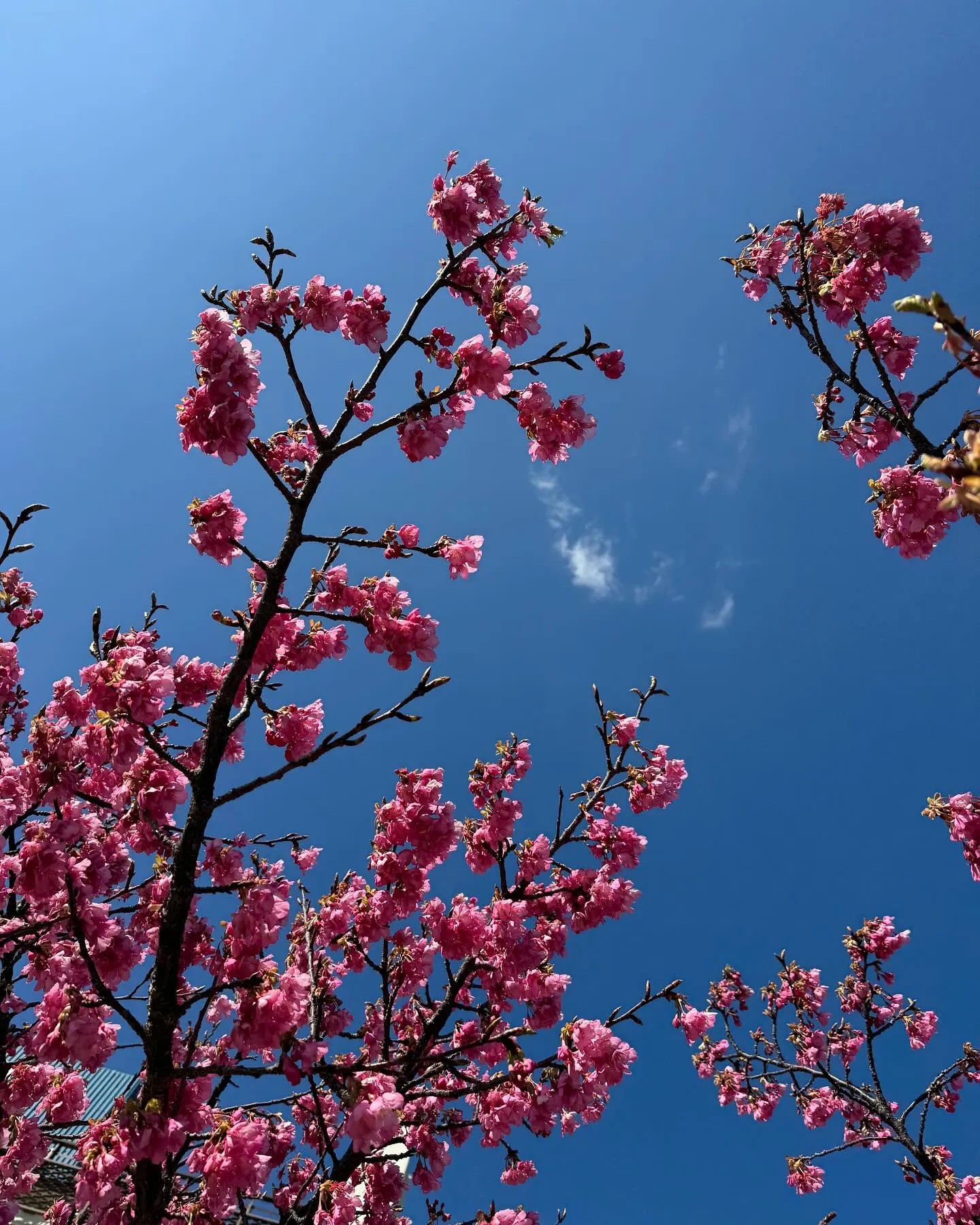 河津桜🌸は、少しづつ咲き始めてますが、今の時期は、白浜桜の里...